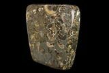 Polished Ammonite (Promicroceras) Slab - Marston Magna Marble #131996-2